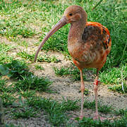 Scarlet Ibis