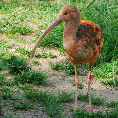 Ibis rouge