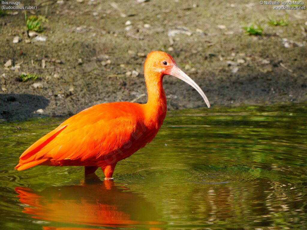 Ibis rougeadulte