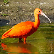 Scarlet Ibis