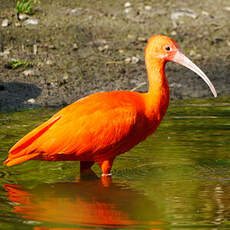 Ibis rouge