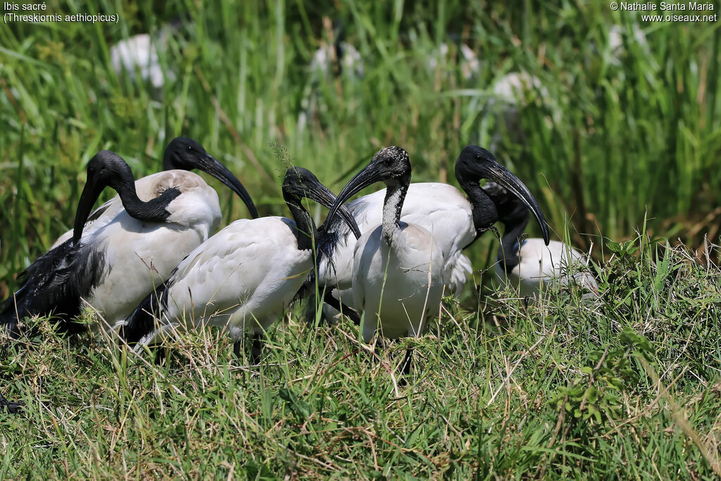 Ibis sacré, habitat, Comportement