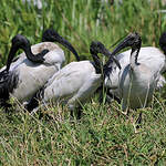 Ibis sacré