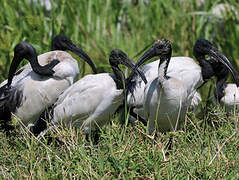 African Sacred Ibis