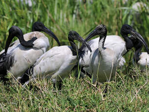 Ibis sacré