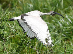 African Sacred Ibis