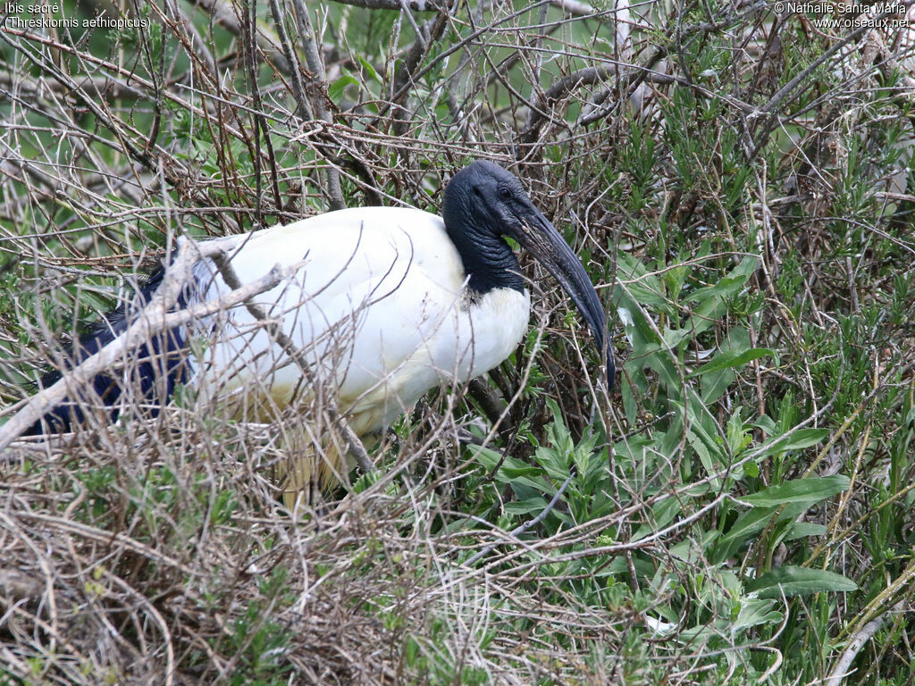 African Sacred Ibisadult, identification, habitat, Behaviour