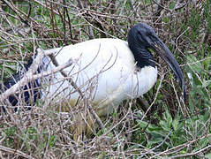 African Sacred Ibis