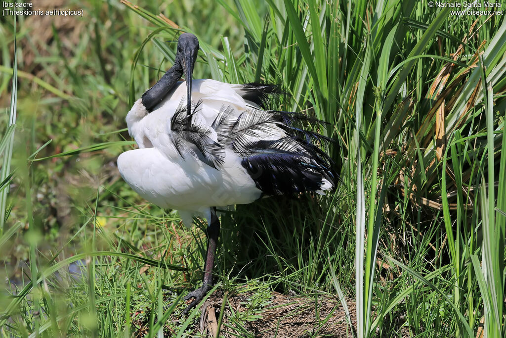 Ibis sacréadulte nuptial, identification, habitat