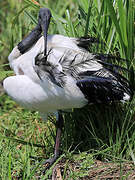 African Sacred Ibis