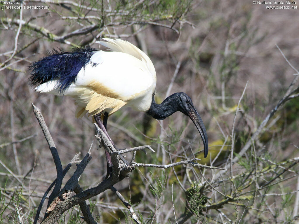 Ibis sacréadulte, identification, habitat, Comportement