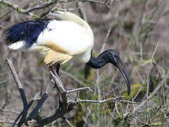 African Sacred Ibis