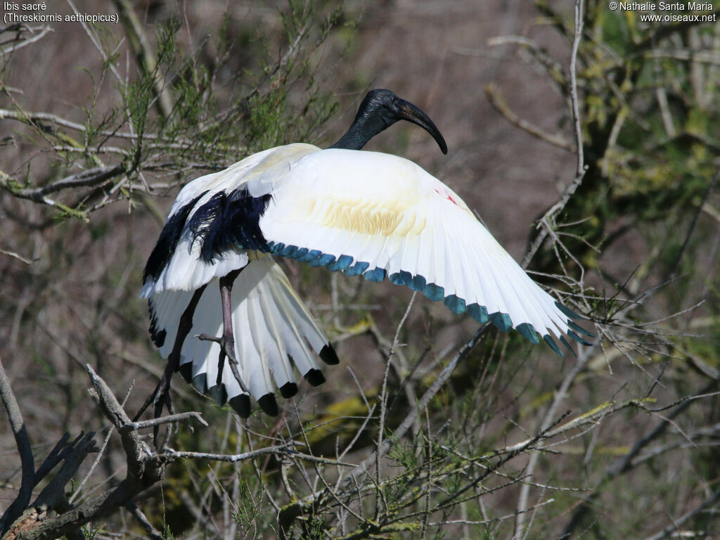 Ibis sacréadulte, identification, habitat, Vol, Comportement