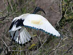 Ibis sacré