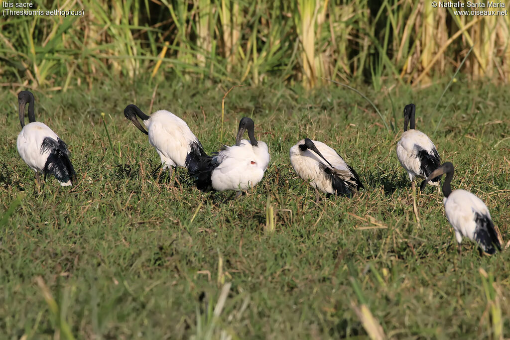 Ibis sacréadulte nuptial, identification, habitat, soins