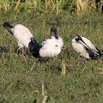 Ibis sacré