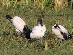 African Sacred Ibis