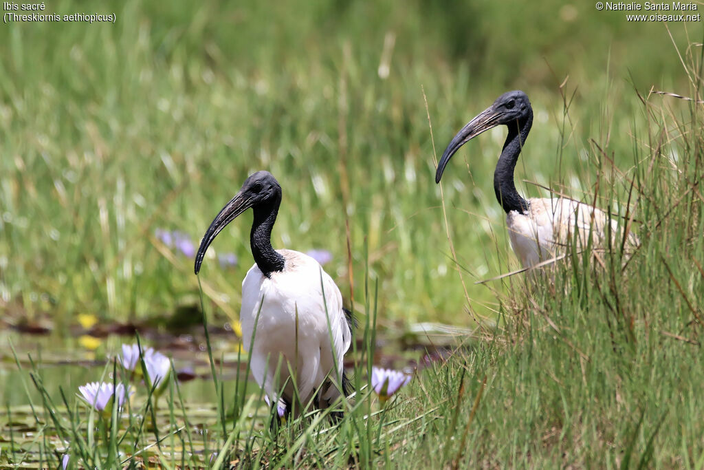 Ibis sacréadulte, habitat, Comportement