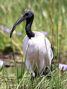 African Sacred Ibis