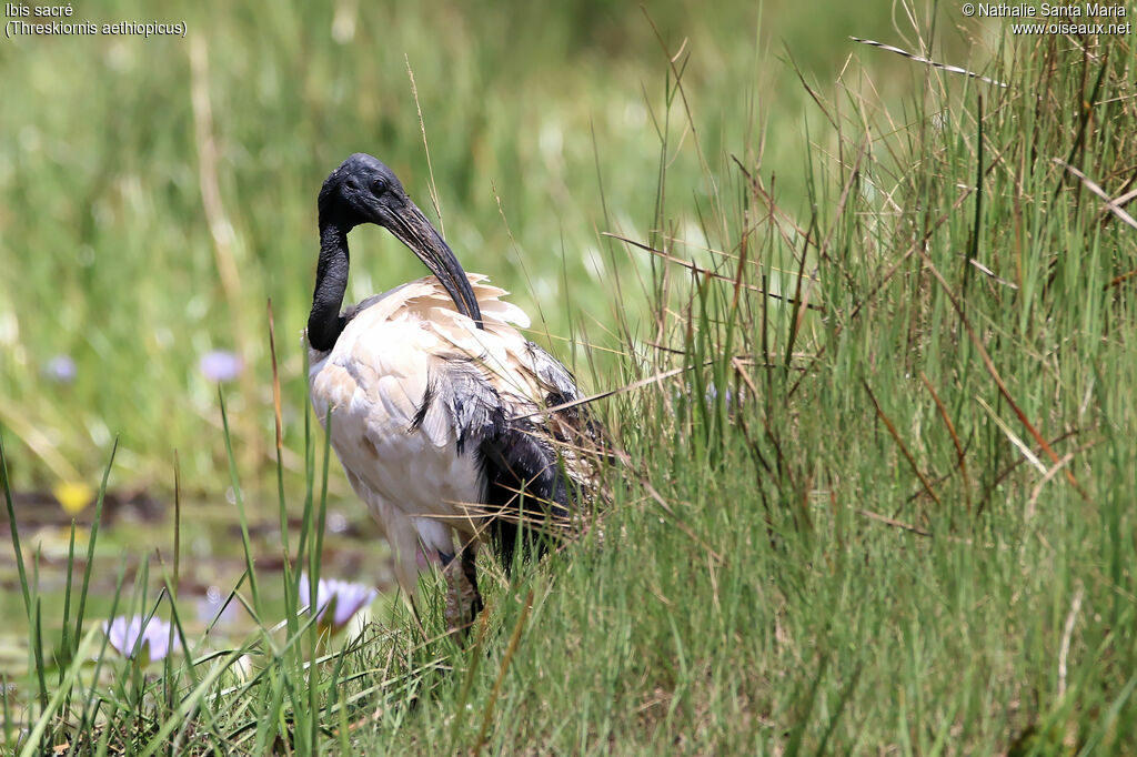 Ibis sacréadulte nuptial, identification, habitat, soins