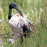 Ibis sacré