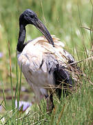 African Sacred Ibis