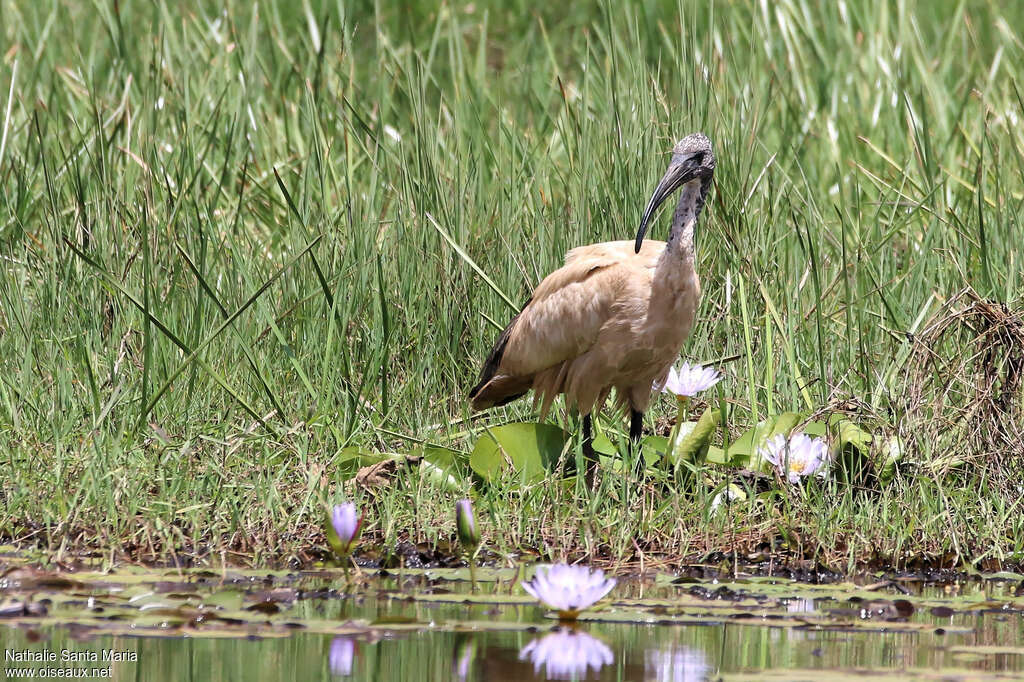 Ibis sacréjuvénile, identification, Comportement