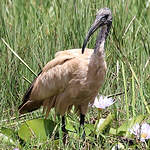 Ibis sacré