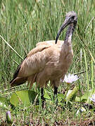 African Sacred Ibis