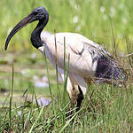 Ibis sacré