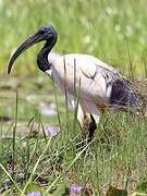 African Sacred Ibis