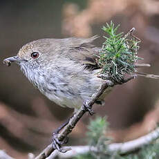 Acanthize mignon