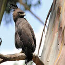 Aigle huppard