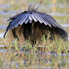 Aigrette ardoisée