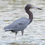 Aigrette bleue