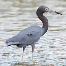 Aigrette bleue
