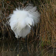 Aigrette garzette