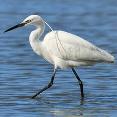 Aigrette garzette