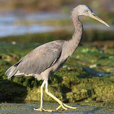 Aigrette sacrée