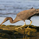 Aigrette sacrée