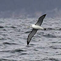 Albatros à cape blanche