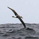 Albatros à cape blanche