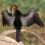 Anhinga d'Afrique