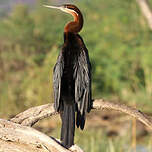 Anhinga d'Afrique