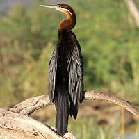 Anhinga d'Afrique