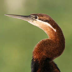 Anhinga d'Afrique