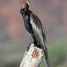 Anhinga d'Afrique