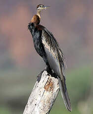 Anhinga d'Afrique