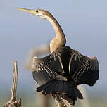 Anhinga d'Afrique