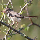 Apalis à front roux